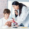 RONTEN Human Brain Anatomical Model, Colored Brain,Anatomically Accurate Brain Model