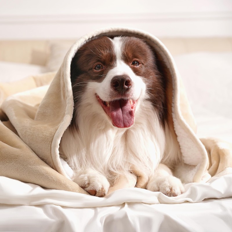 gogobunny Waterproof Bed Blanket, Reversible Sherpa Fleece Throw Blanket for