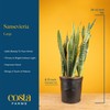 Costa Farms Snake Plant, Live Plant in Plastic Pot, Easy