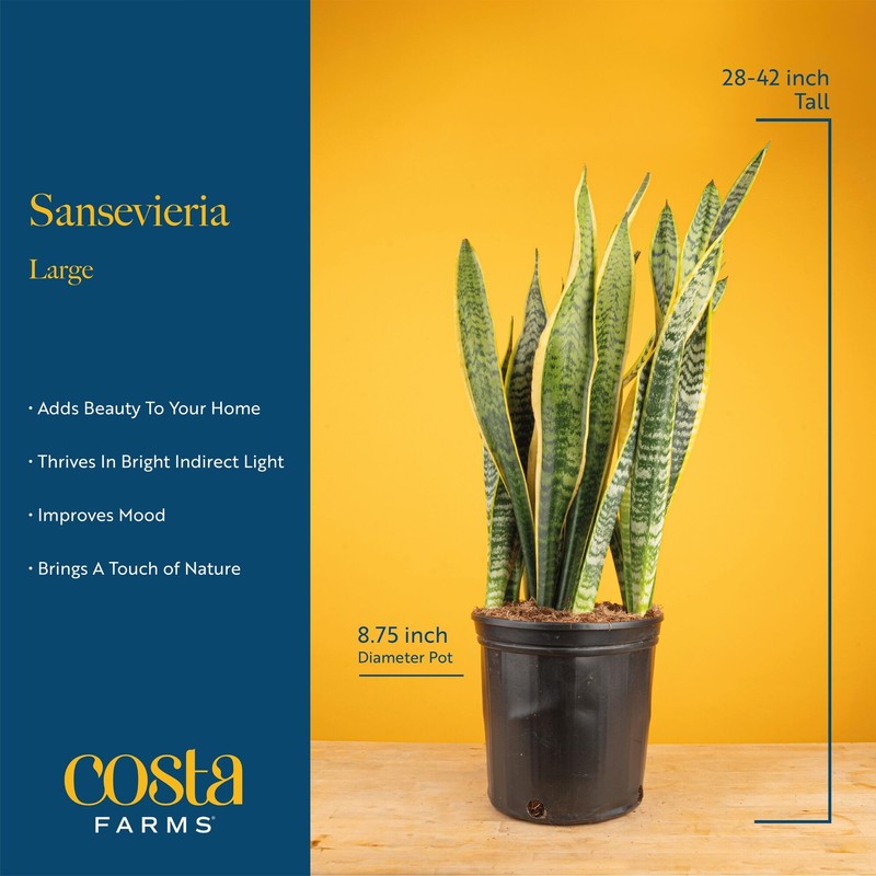 Costa Farms Snake Plant, Live Plant in Plastic Pot, Easy