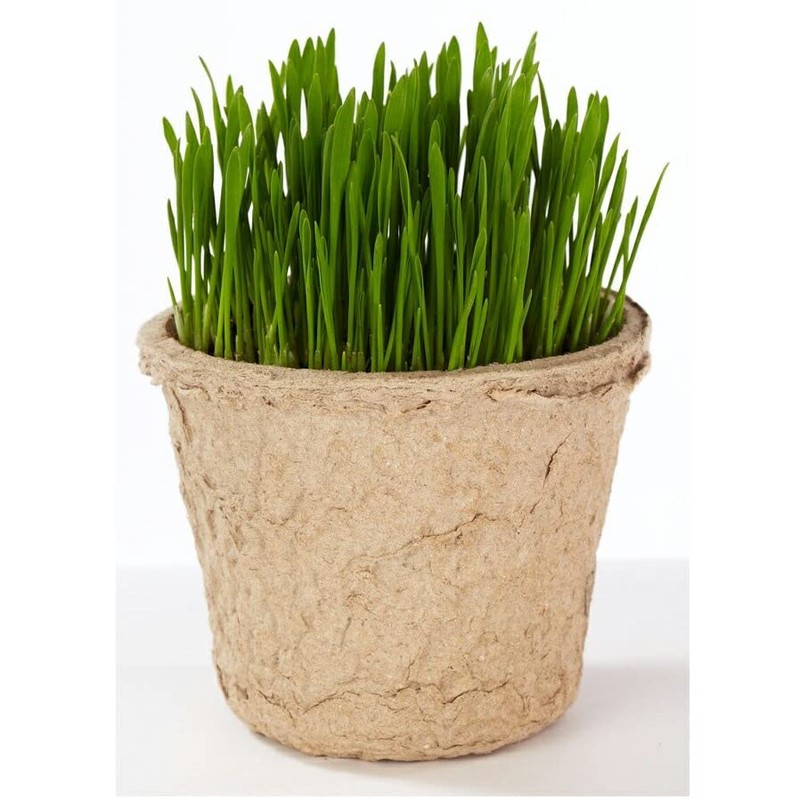 Dog and Cat Favorite Grass Cultivation Set