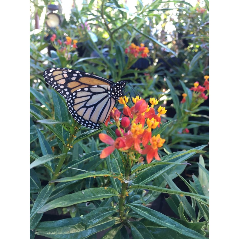 Unbranded Asclepias Curassavica-Tr