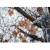 Do All Outdoors Limb and Brush Saw Teflon Coated Black,