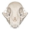 Real Bobcat Skull - Perfect