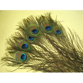 Peacock Feather for Travelling