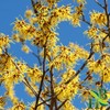 Herb To Body Witch Hazel Leaf Powder | Hamamelis Virginiana
