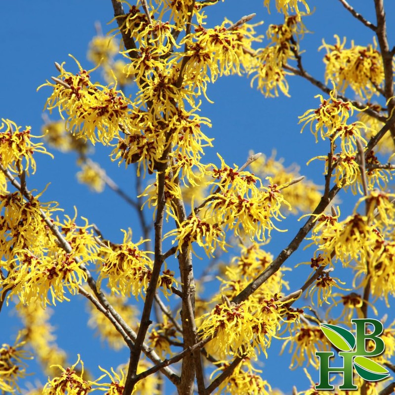 Herb To Body Witch Hazel Leaf Powder | Hamamelis Virginiana