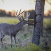 ASF All Seasons Feeders - EZ Block Deer, Wildlife and