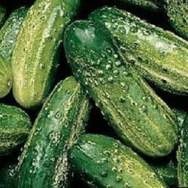 TomorrowSeeds 50 Wisconsin SMR58 Pickling Cucumber Seeds | Organic Vegetable Cuke Bush Seeds