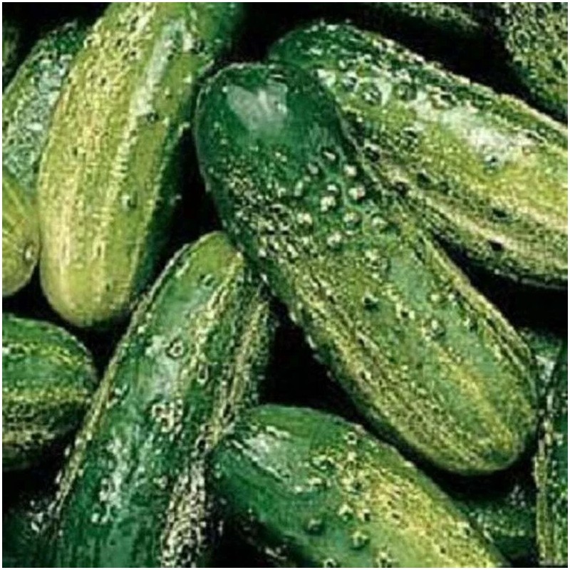 TomorrowSeeds 50 Wisconsin SMR58 Pickling Cucumber Seeds | Organic Vegetable