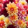 100+ Dahlia Seeds: Colorful Mix for Stunning Annual Blooms (Pink,