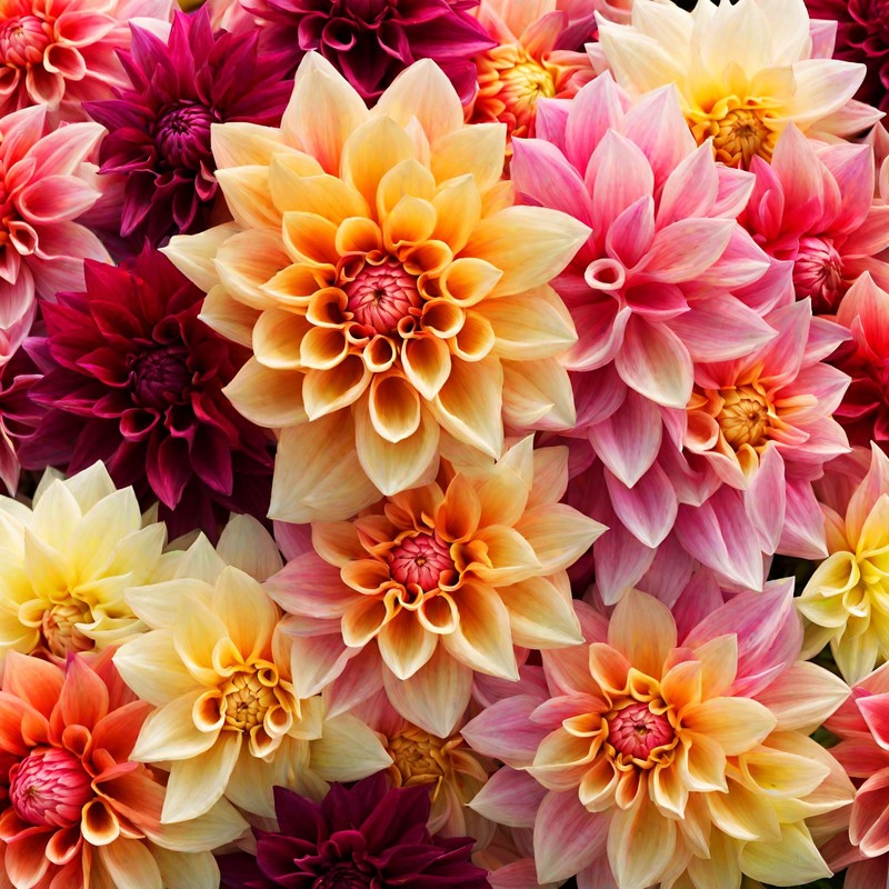 100+ Dahlia Seeds: Colorful Mix for Stunning Annual Blooms (Pink,