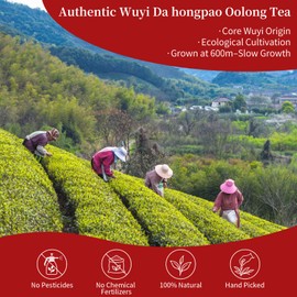 CHADUO Dahongpao Oolong Tea Loose Leaves From Wuyi Mountain Grade AAA Da Hong Pao Big Red Robe Oolong Tea With Orchid&Caramel Notes Wuyi Rock Tea Traditional Craft No Additives Chinese Tea 4.23oz/120g (200Cup) 大红袍
