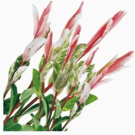 Tree 2 Pink Flamingo Willow Bush Cuttings to Grow - Stunning Color, Great for Bonsai