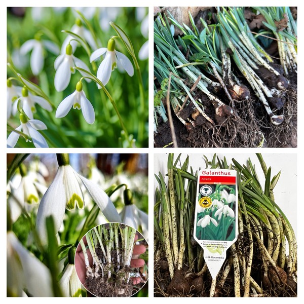 Single Snowdrops in The Green - Galanthus Nivalis Spring Flowering Freshly Lifted UK (10)