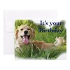 CafePress Goldengrass Birthday Notecards (Set Of 20) 4.25" x 5.5"