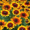 Black Eyed Susan Seeds - Toto Rustic - Packet -