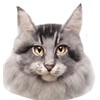 Monshop Wool Felt Kit, Realistic Cats, Maine Coon, Cat