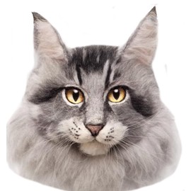 Monshop Wool Felt Kit, Realistic Cats, Maine Coon, Cat