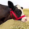 Cow Halter Cattle Halters Adjustable Calf Halter with Leading Rope
