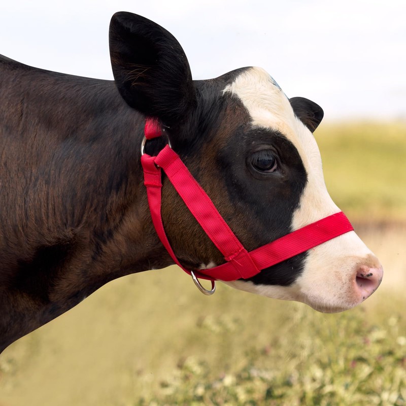 Cow Halter Cattle Halters Adjustable Calf Halter with Leading Rope