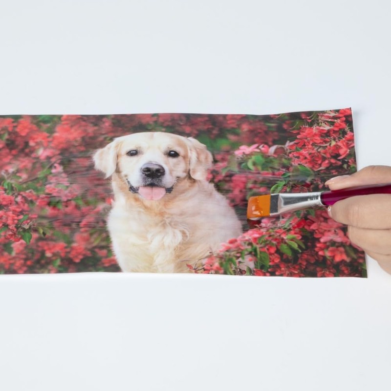 Tulip Photo Transfer Kit for Fabric, All-in-One and Easy to