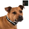 Blazin Brightest Light Up Dog Collars - The Original LED