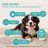 Probiotic Powder for Dogs - Paselo® Intestinal Flora+ Supports Digestion