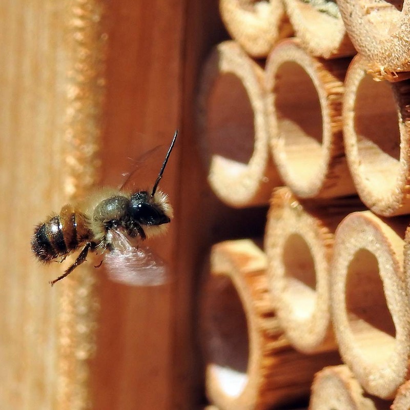VIE Naturals Bamboo Tubes for Bees, 15cm, 50 pcs