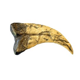 Utahraptor Dinosaur Life Size Raptor Claw Fossil Replica