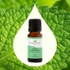 Plant Therapy Aceite Esencial De Menta 10ml