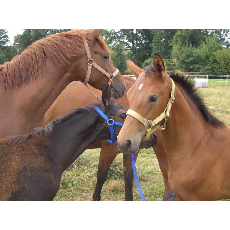 AMKA Cavaletti Block Bar Block Obstacle Block Bar Holder Set