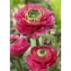 Garden Plant Seed Flower Seed 100+ Mixed Color Flowers Ranunculus