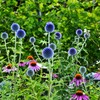 Outsidepride 500 Seeds Perennial Blue Echinops Ritro Globe Thistle Flower
