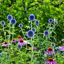 Outsidepride 500 Seeds Perennial Blue Echinops Ritro Globe Thistle Flower Seeds for Planting