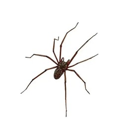 Realistic Spider Earrings Scary Spider Earrings Hand Cuff Costume Cosplay Party Supplies Favors for Women Men, Metal, metal