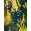 Whole Wine Grape Seeds - Ingredients: 100% Wine Pips -