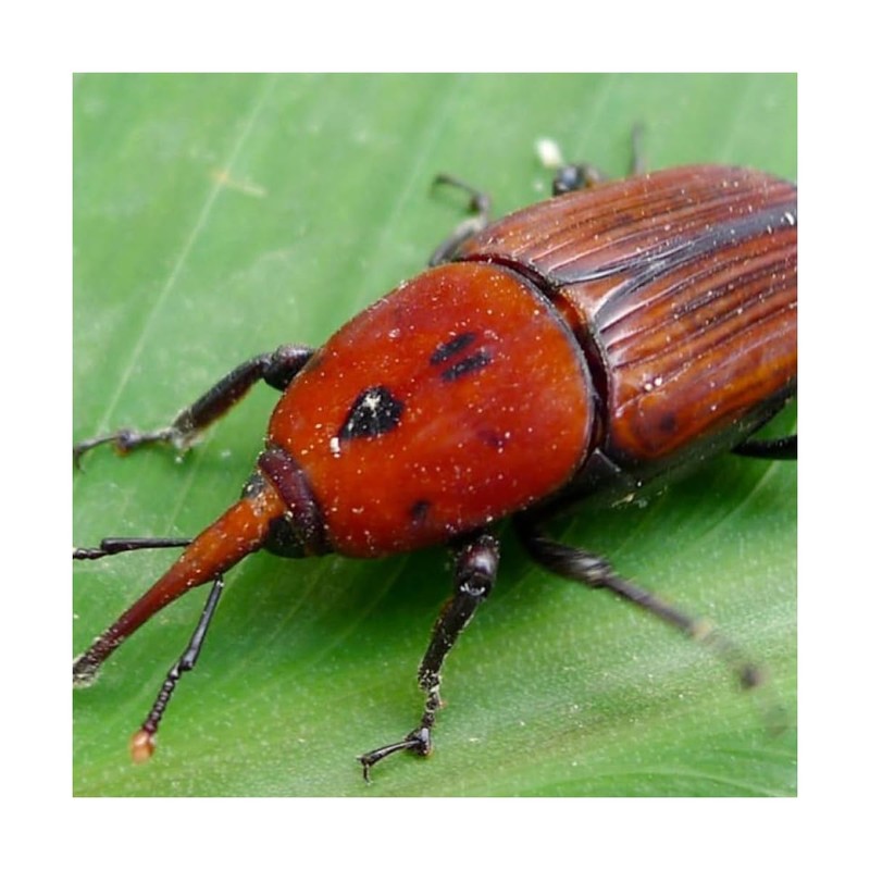 Biotop Useful Nematodes for Palm Trees (25m)