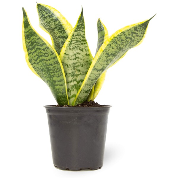 Live Snake Plant, Sansevieria trifasciata Superba, Fully Rooted Indoor House Plant in Pot, Mother in Law Tongue Sansevieria Plant, Potted Succulent Plant, Houseplant in Potting Soil by Plants for Pets