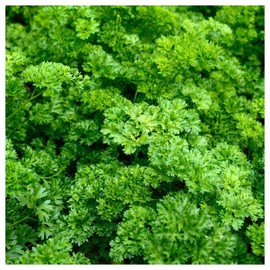 Everwilde Farms - 1/4 Lb Forest Green Parsley Seeds - Gold Vault