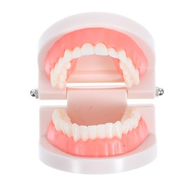 ABOOFAN Dentals Typodont Teaching Model for Demonstration and Practice Flossing Teeth Model for Students Interactive Oral Health Education Tool for Adults