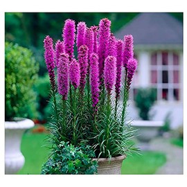 Purple Blazing Star - 10 Fresh Bulbs - Liatris Spicata Flower Bulb - Perennial Gayfeather Plant for Planting Outdoor - Perfect for Borders and Landscapes