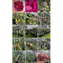 Cactus 9 Delicious Dragon Fruit  cuttings 8-14 inches long check The Description ￼ ￼