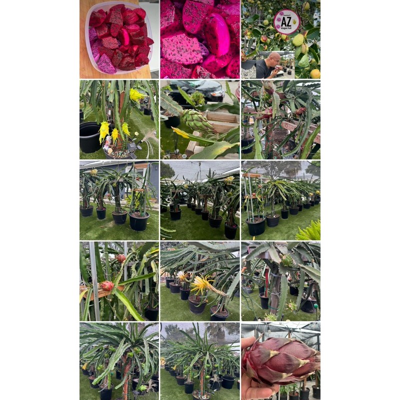 Cactus 9 Delicious Dragon Fruit cuttings 8-14 inches long check