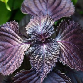 Sunshine Master 2+ Live Purple Shiso Plant Perilla  | Beefsteak, Wild, Japanese Basil | NON-GMO - 2 Plants