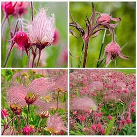 50+ Perennial Prairie Smoke Seeds for Planting - Non-GMO Rare Wildflower Seeds