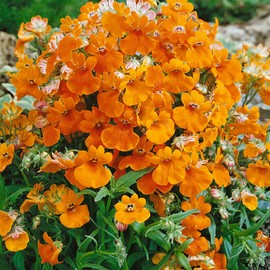Outsidepride Nemesia Orange Prince - 10000 Seeds