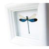 Real Dragonfly Insect Display Taxidermy Art - Damselfly