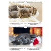 Katzenzauber DIN A4 Calendar for 2022 Cats and Cats Seelenzauber
