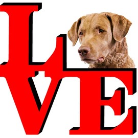 Chesapeake Bay Retriever Love Park Cute Dog Fridge Refrigerator Car Magnet